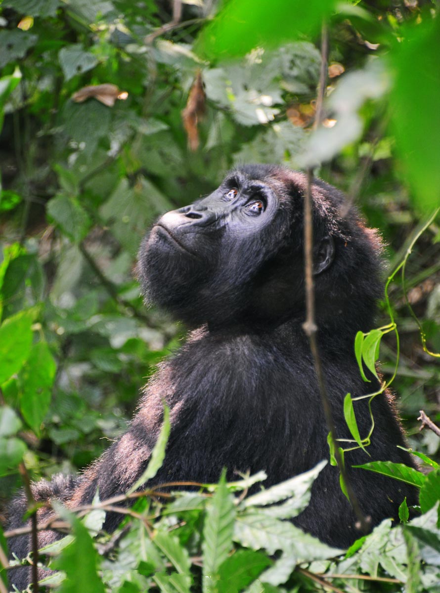 Why Is Gorilla Trekking Expensive?