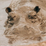 Akagera National Park