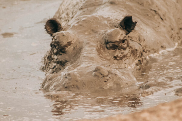 Akagera National Park