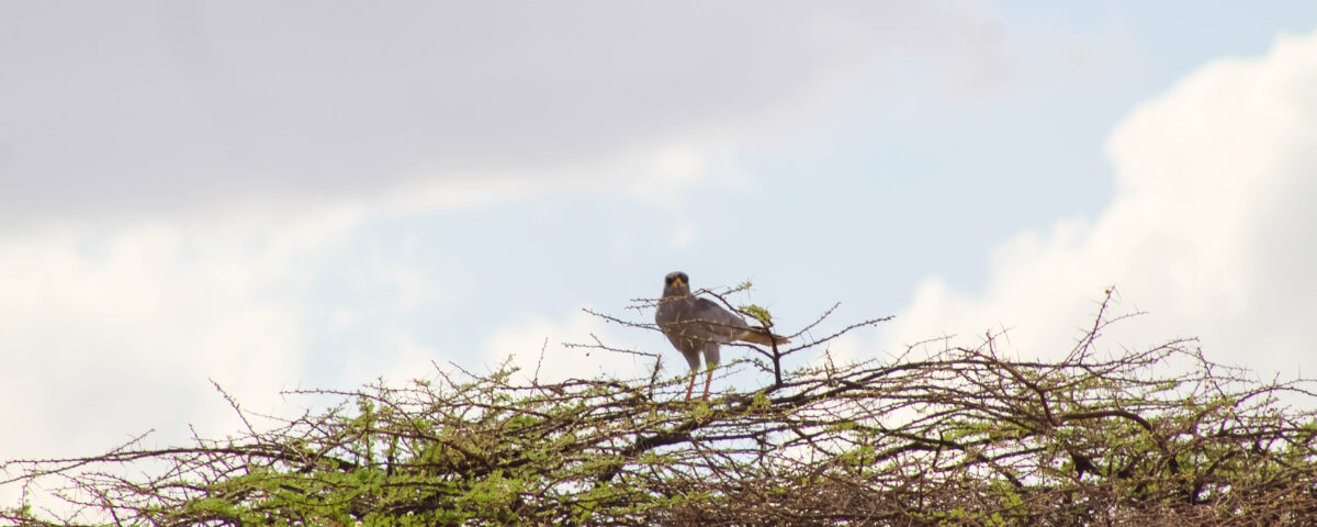 Ngorongoro Crater Early Bird Strategy
