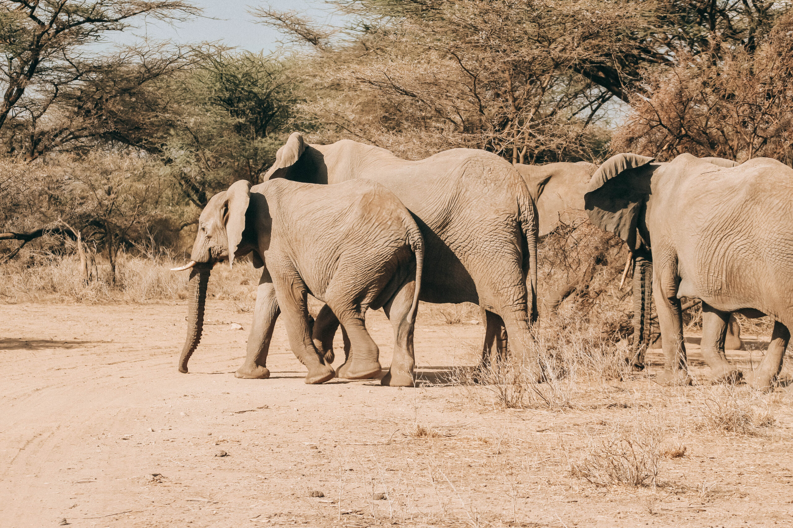 Ruaha National Park