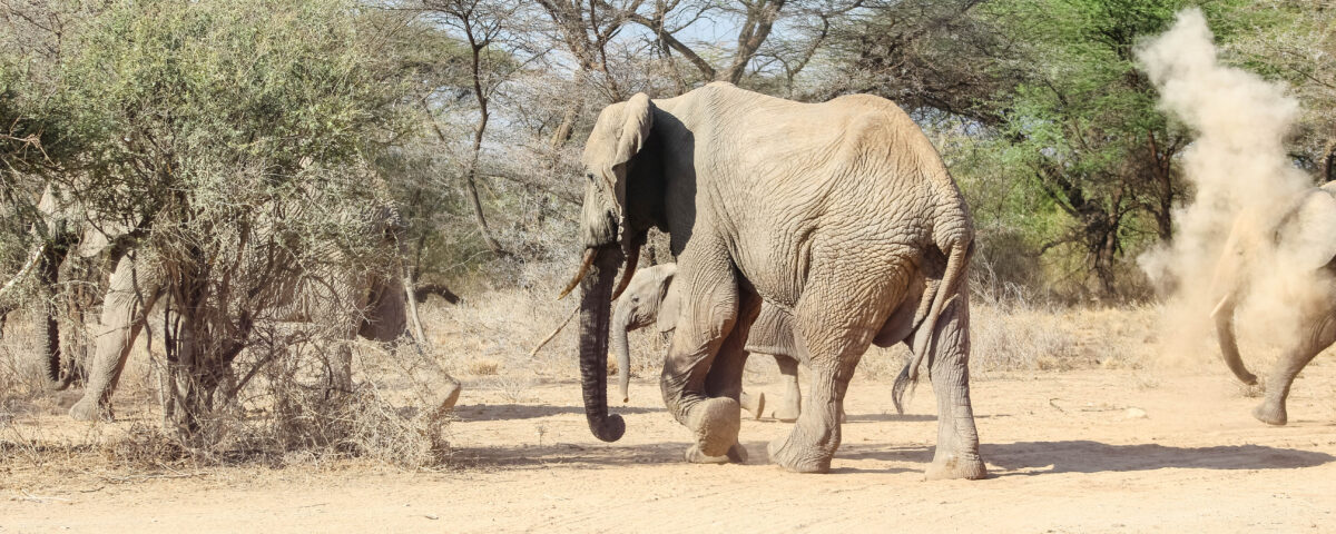 What Are the Must-See Attractions in East Africa for US Travelers?