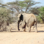 What Are the Must-See Attractions in East Africa for US Travelers?