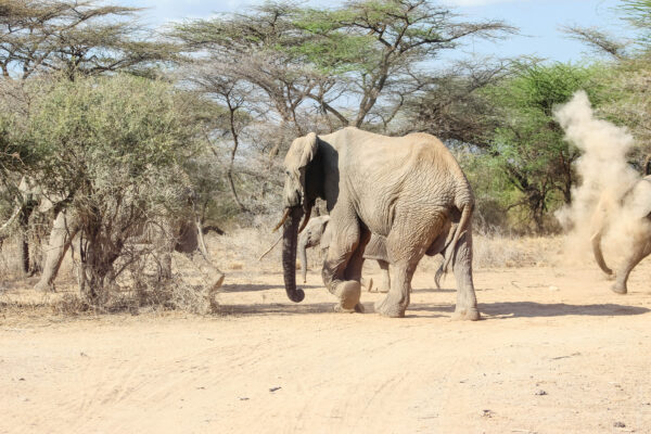 What Are the Must-See Attractions in East Africa for US Travelers?