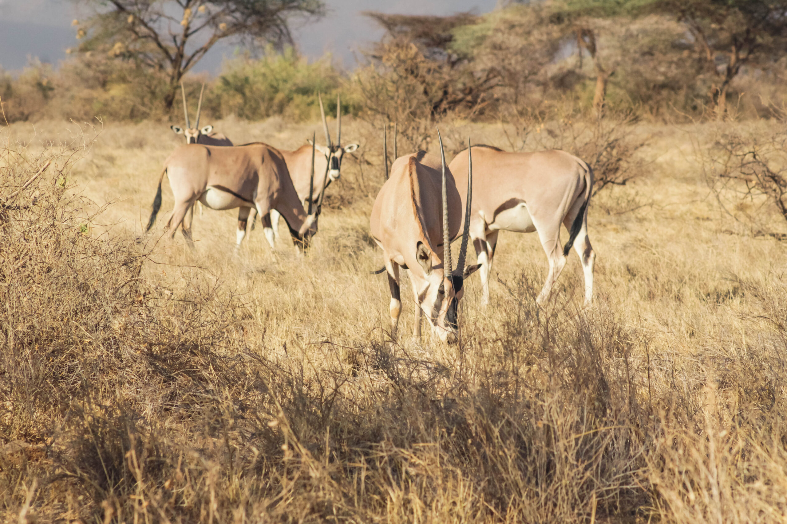 What Are the Top Wildlife Experiences in Uganda and Kenya?