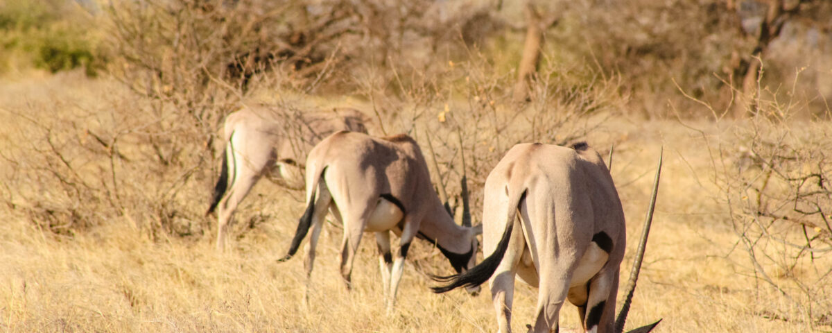 Travel & Medicine in East Africa