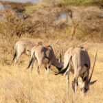 Travel & Medicine in East Africa