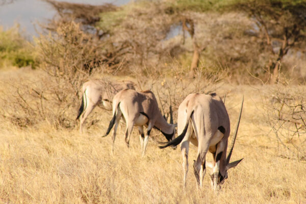 Travel & Medicine in East Africa