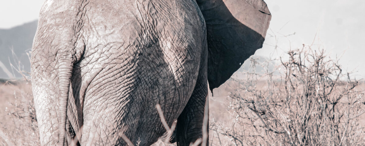 Tarangire National Park