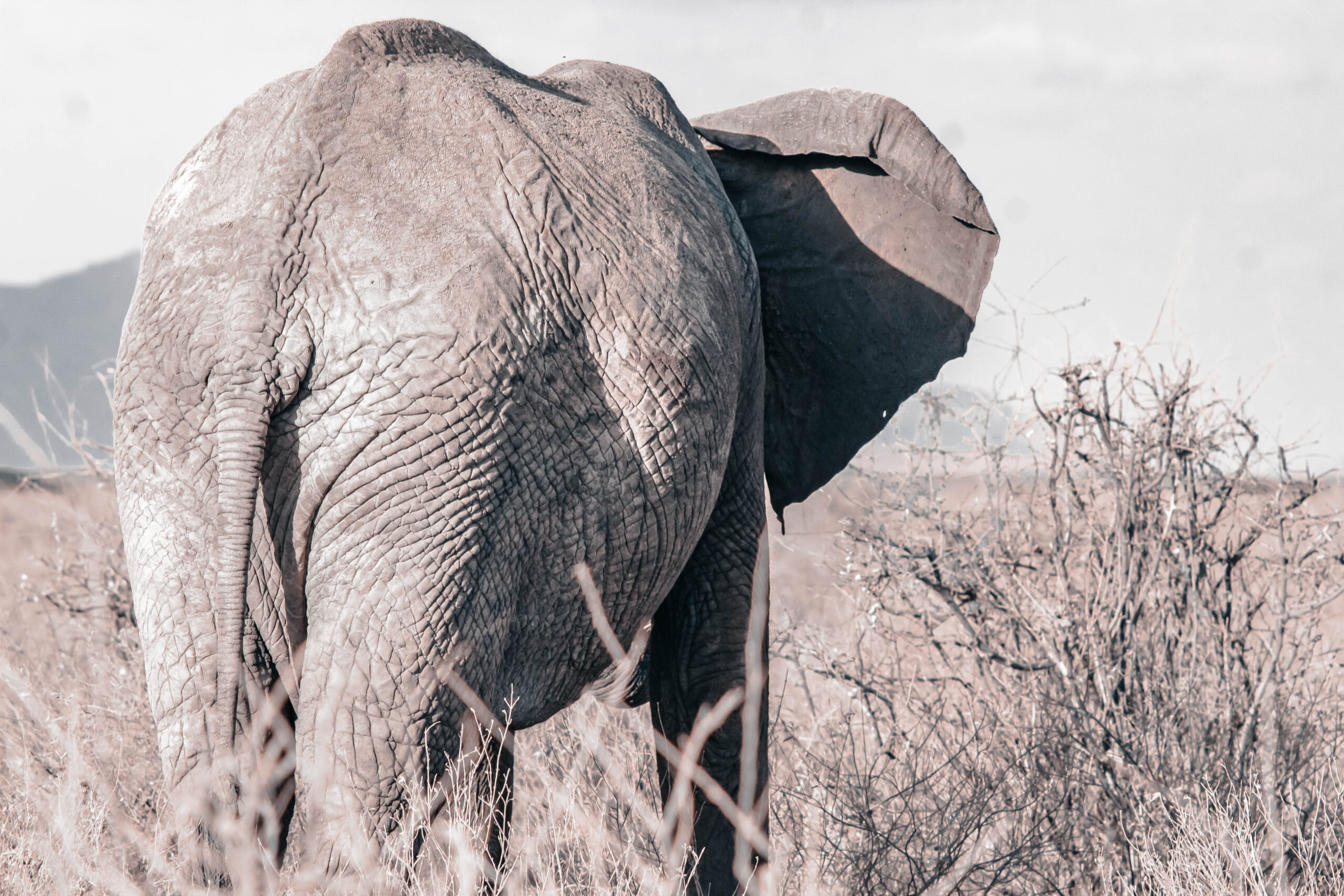 Tarangire National Park
