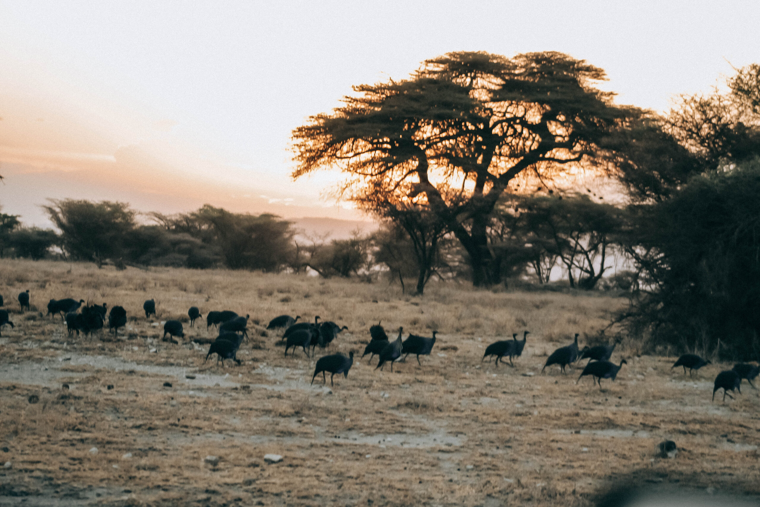 Amboseli National Park