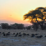 Best 5 animals in Maasai Mara