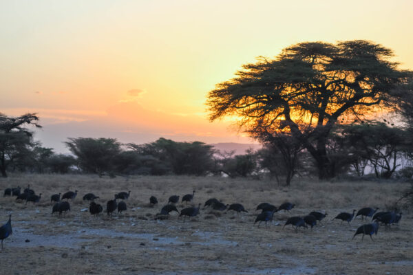 The Healing Savannah of Uganda