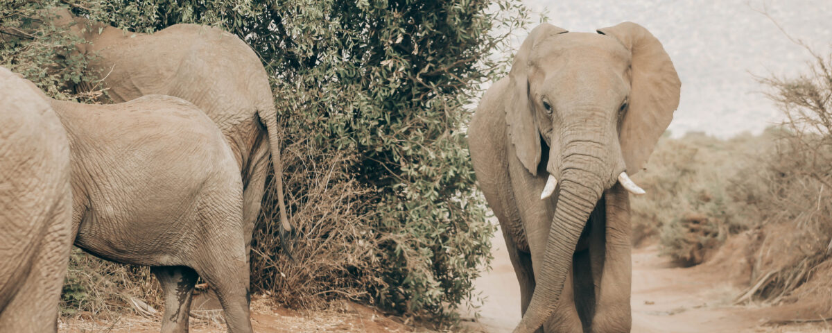 Tarangire National Park