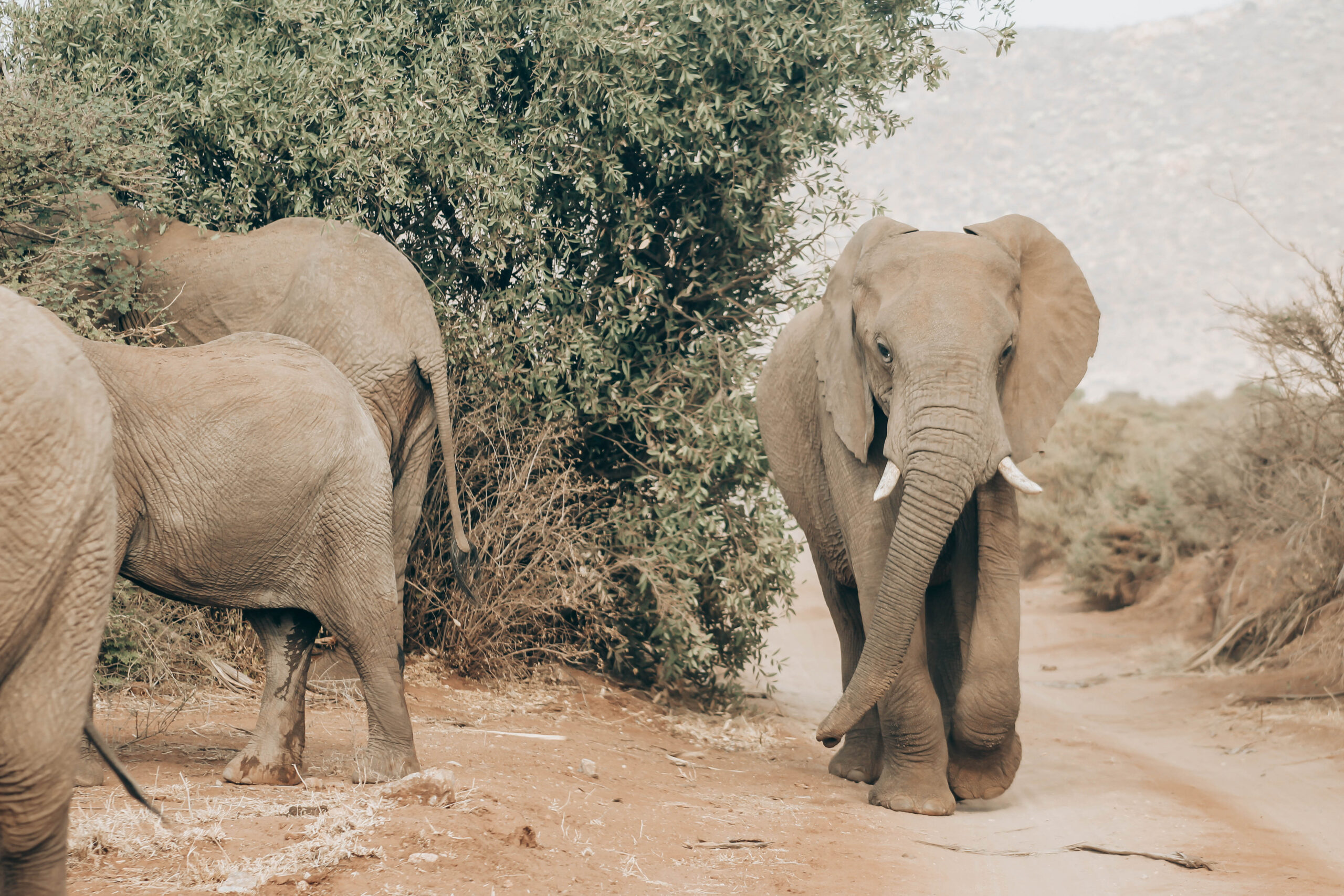 Tarangire National Park