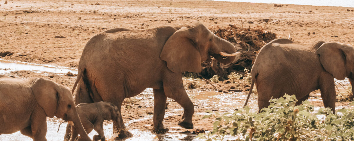 Amboseli National Park