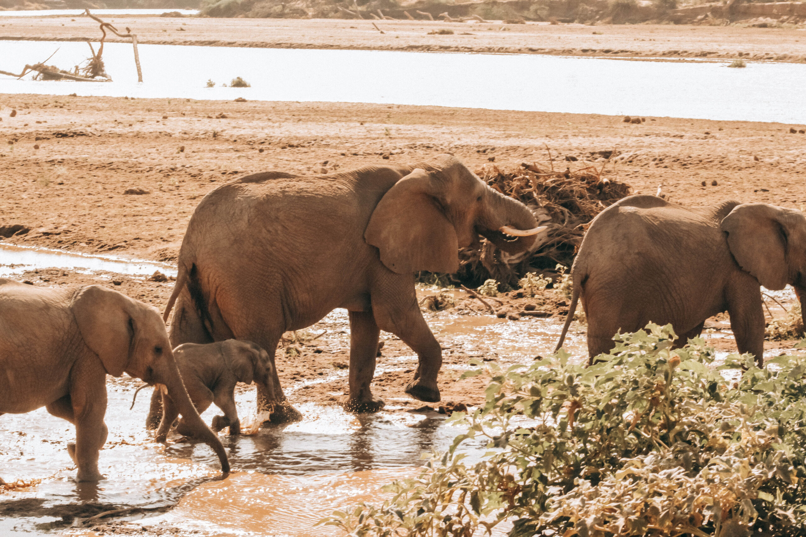 Amboseli National Park