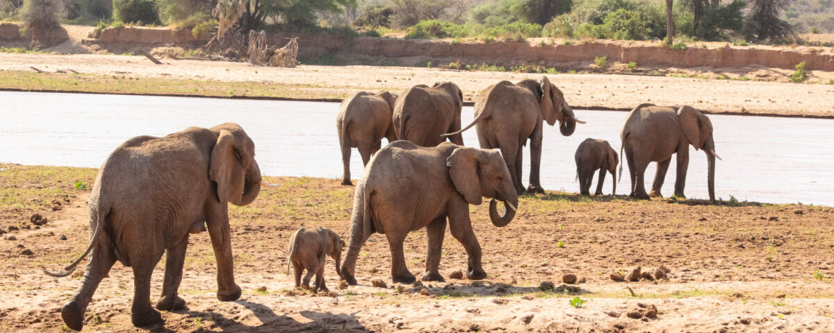Mikumi National Park
