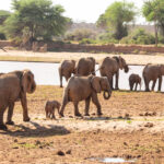 Mikumi National Park