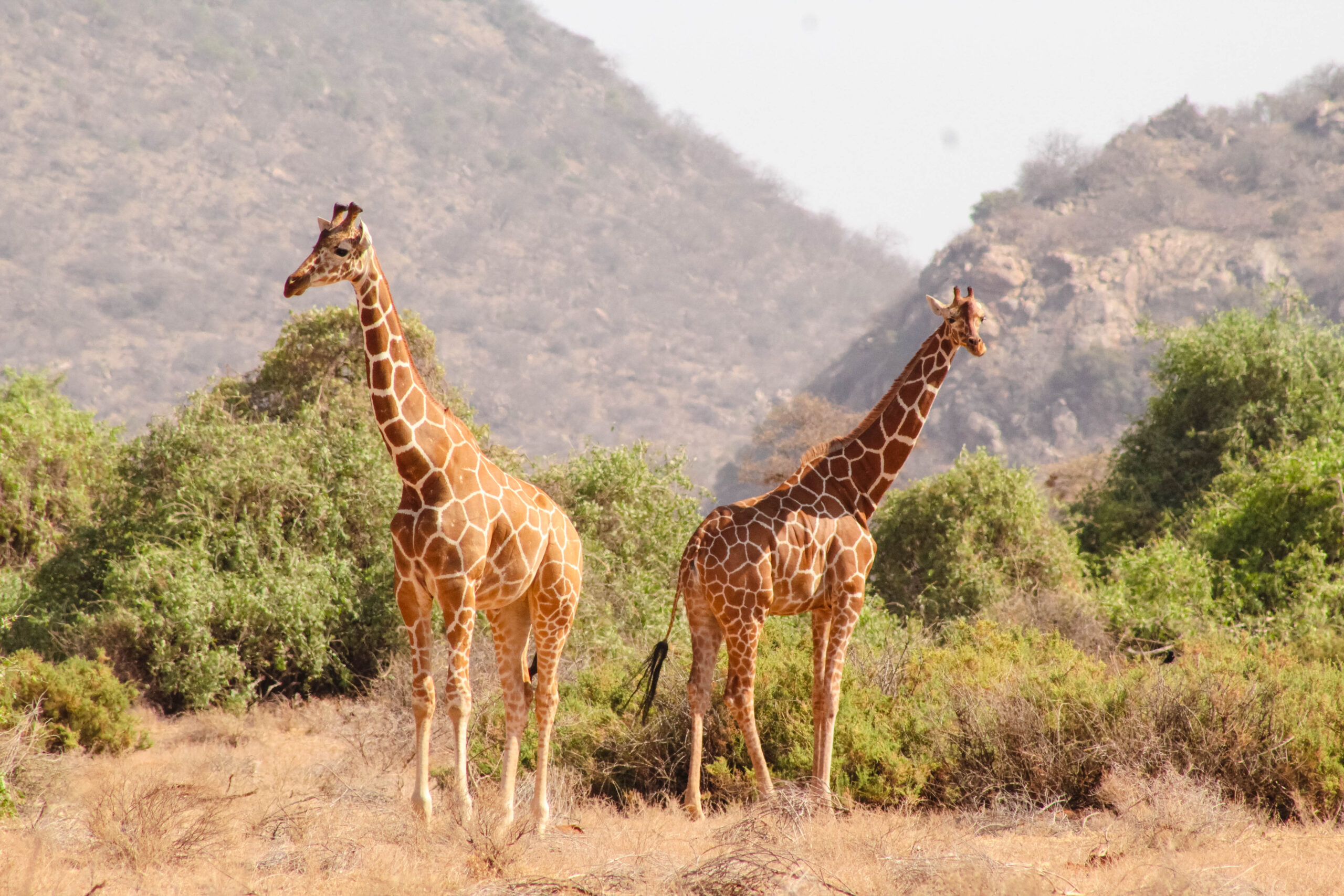 Buffalo Springs National Reserve