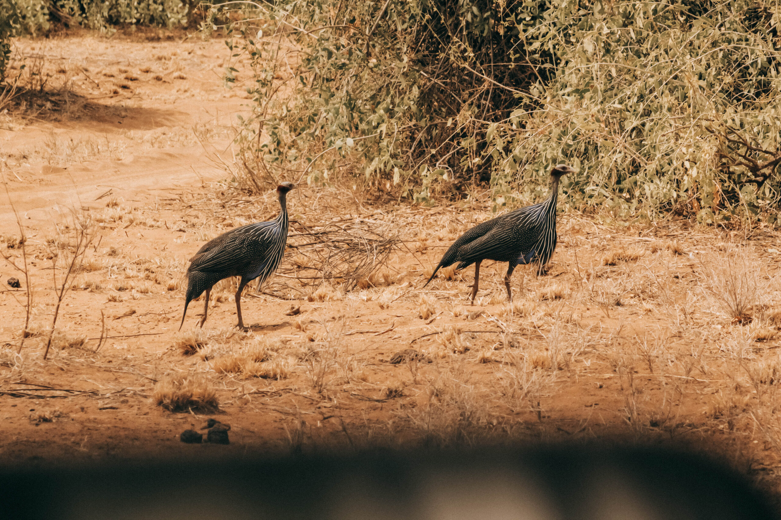 Ngorongoro Crater Early Bird Strategy