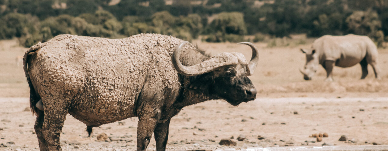 Kenya National Park