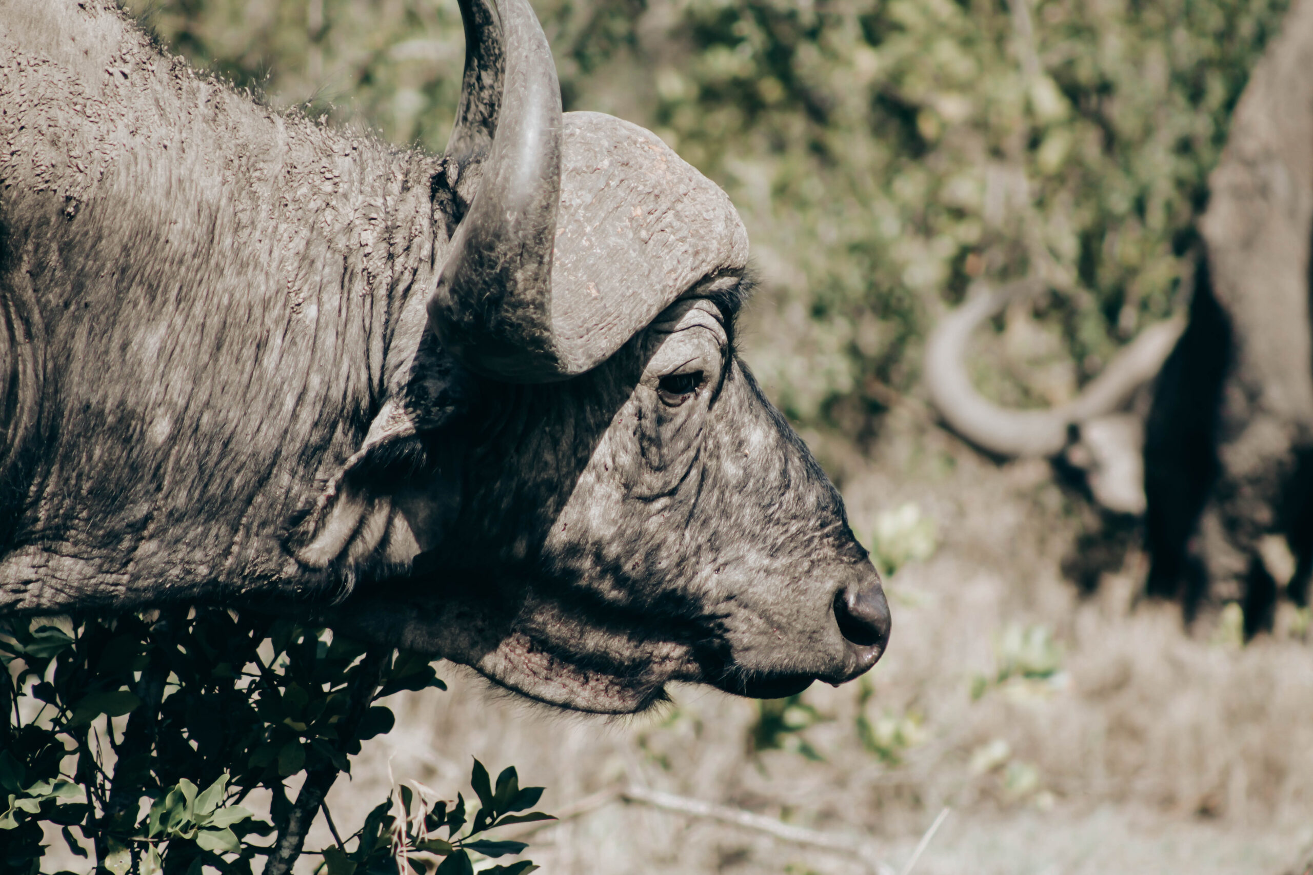 Tarangire National Park