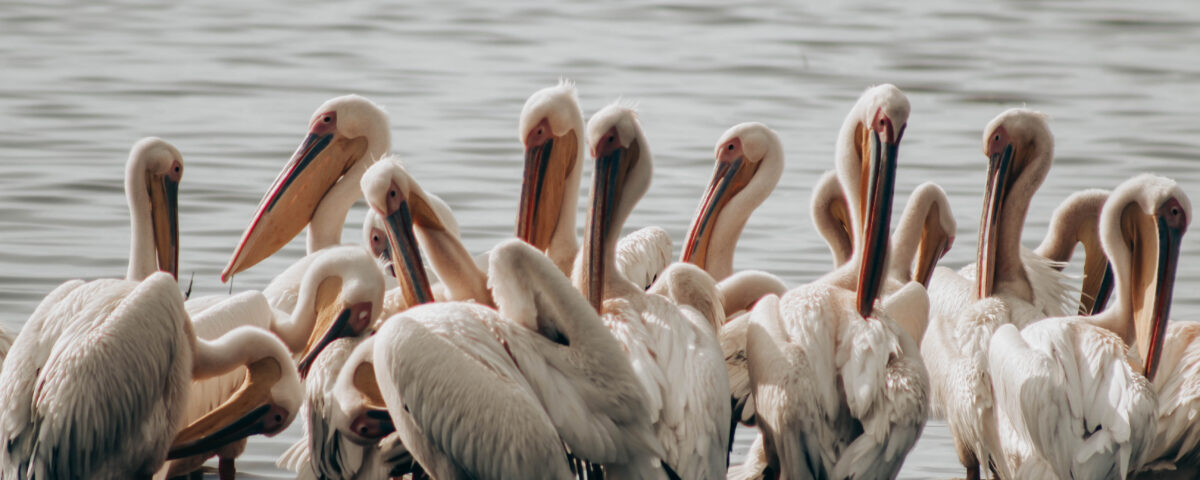 Lake Nakuru National Park