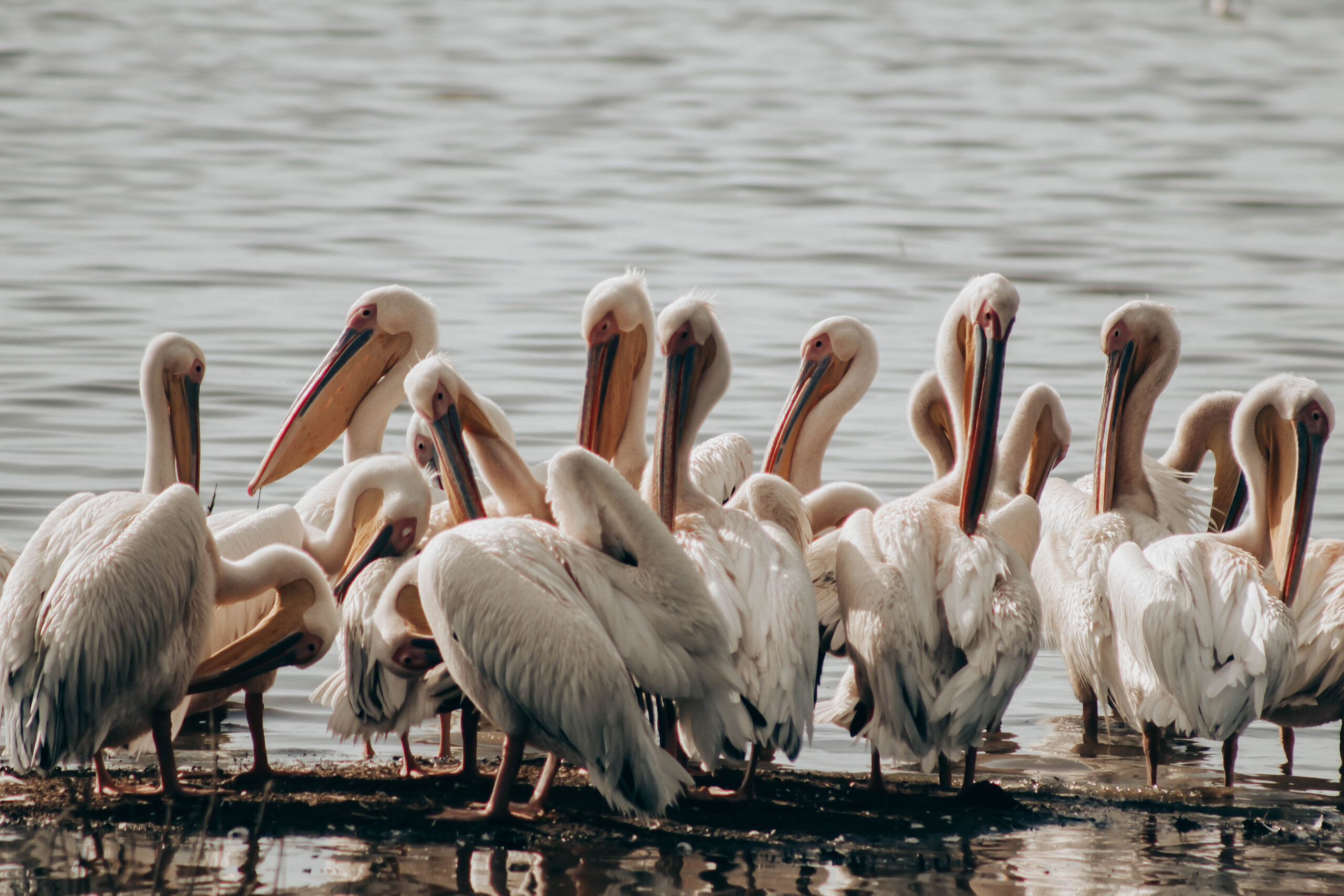 Lake Nakuru National Park