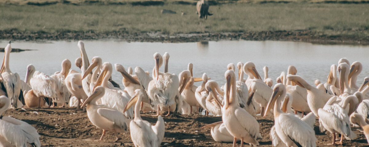 Where in East Africa Can I Observe Hundreds of Bird Species?