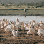 Where in East Africa Can I Observe Hundreds of Bird Species?