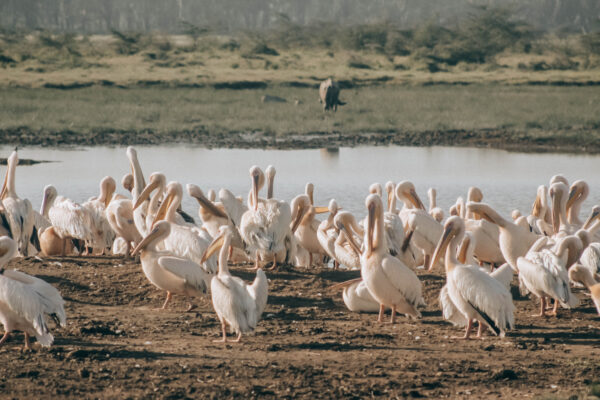 Where in East Africa Can I Observe Hundreds of Bird Species?