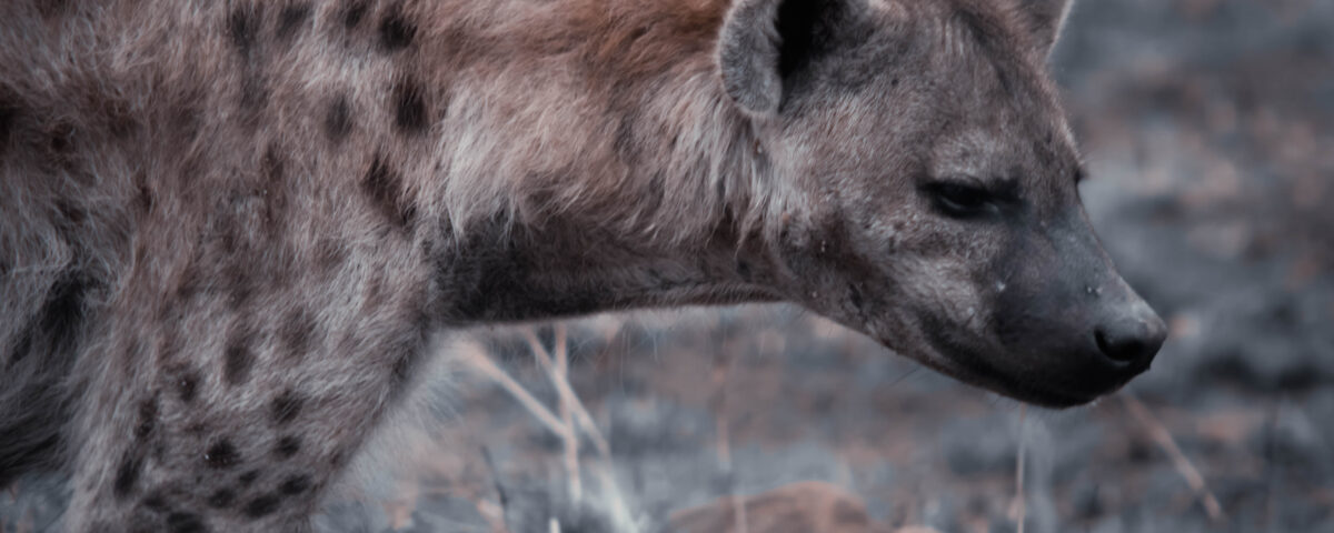 Samburu National Park