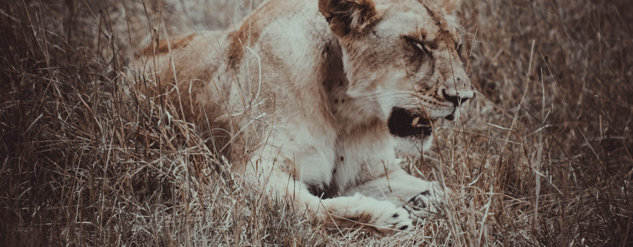 Mikumi National Park