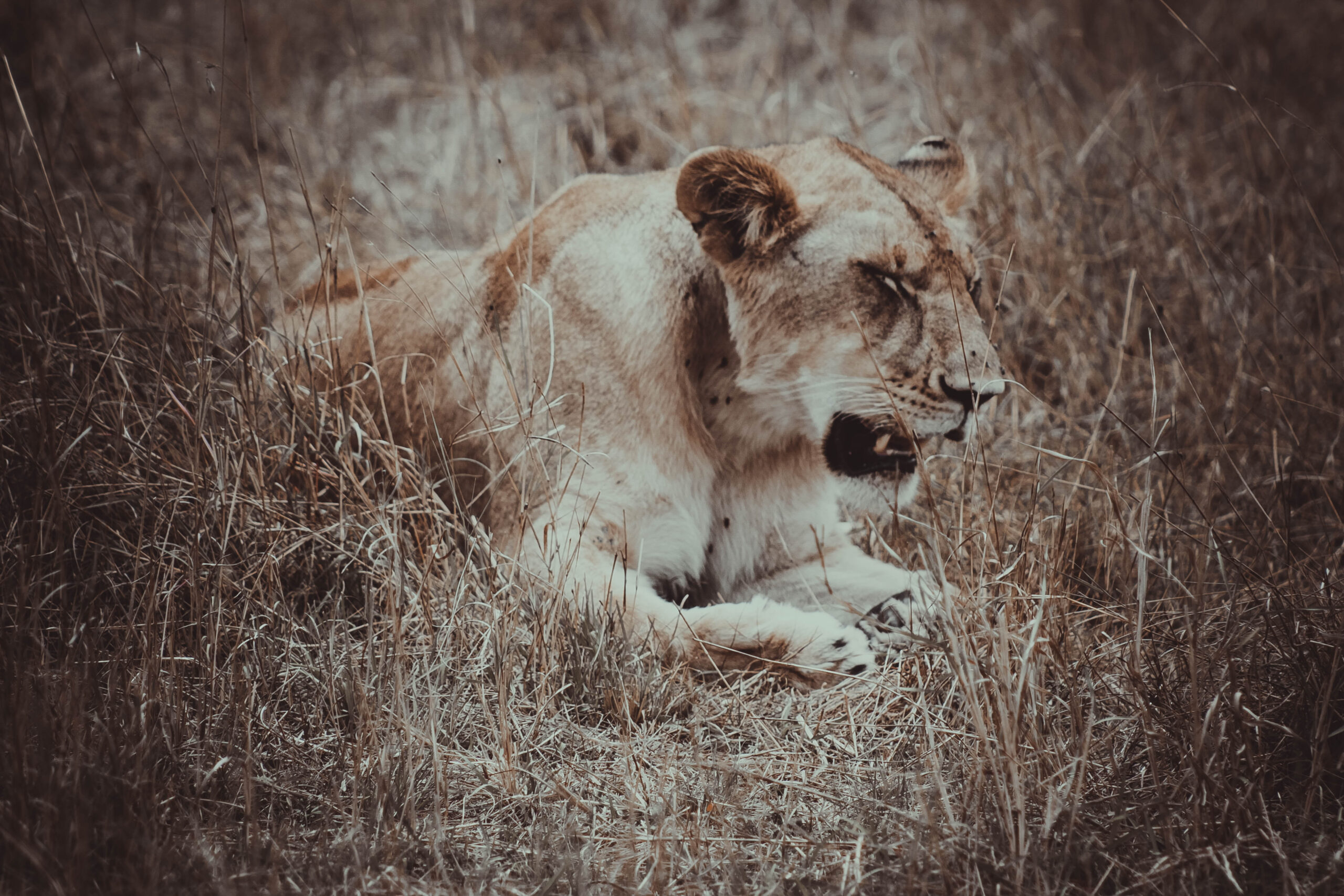 Mikumi National Park