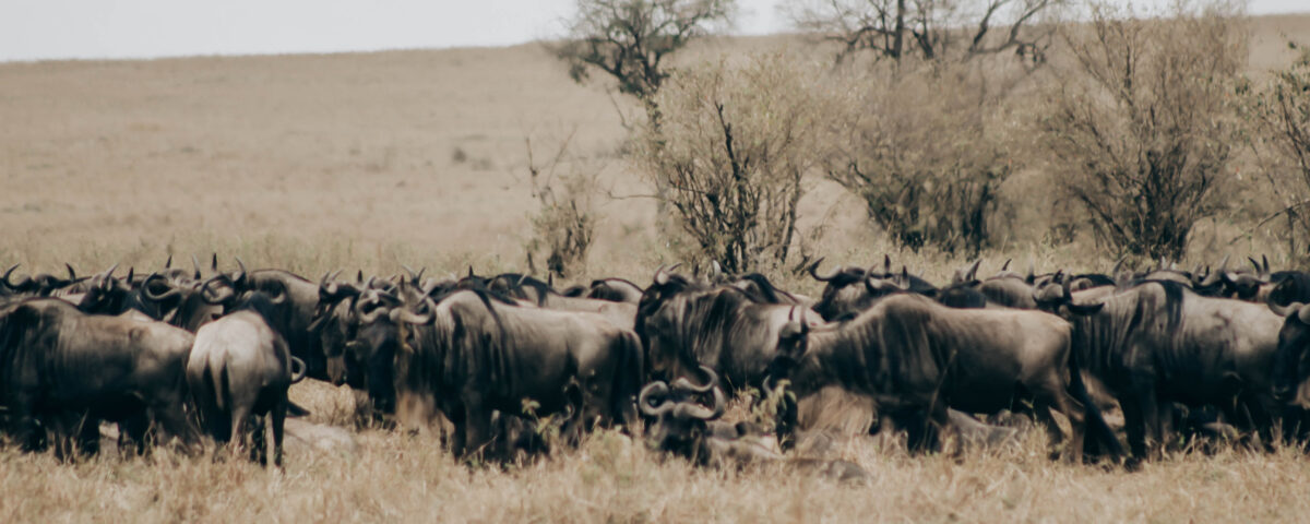 Do Game Drives differ between Mara and Serengeti?