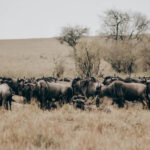 Do Game Drives differ between Mara and Serengeti?