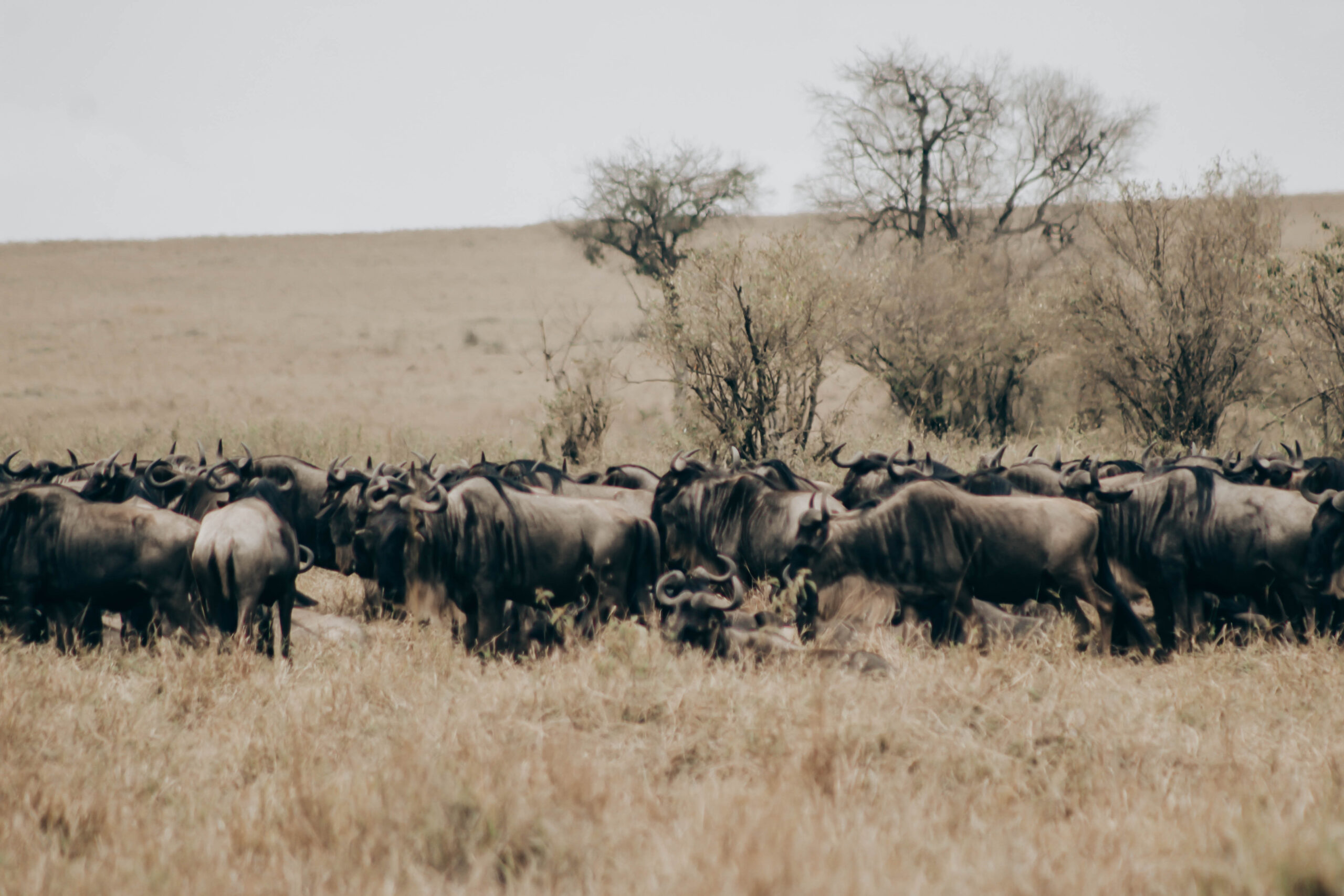 Serengeti National Park