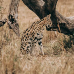 first-time safari in Africa