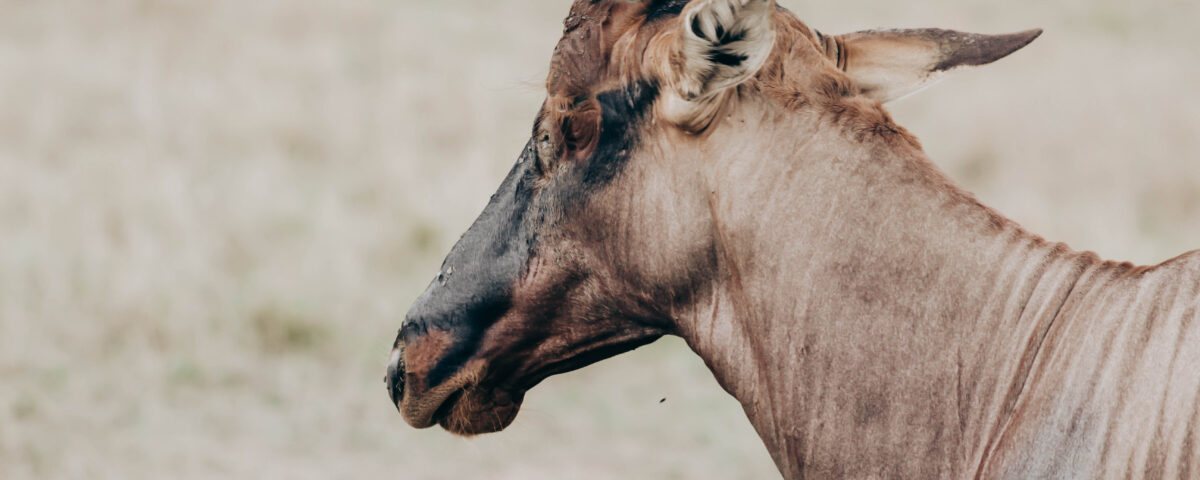 Akagera National Park
