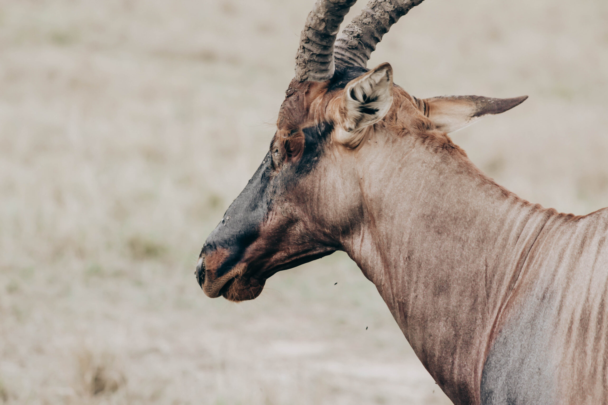 Akagera National Park