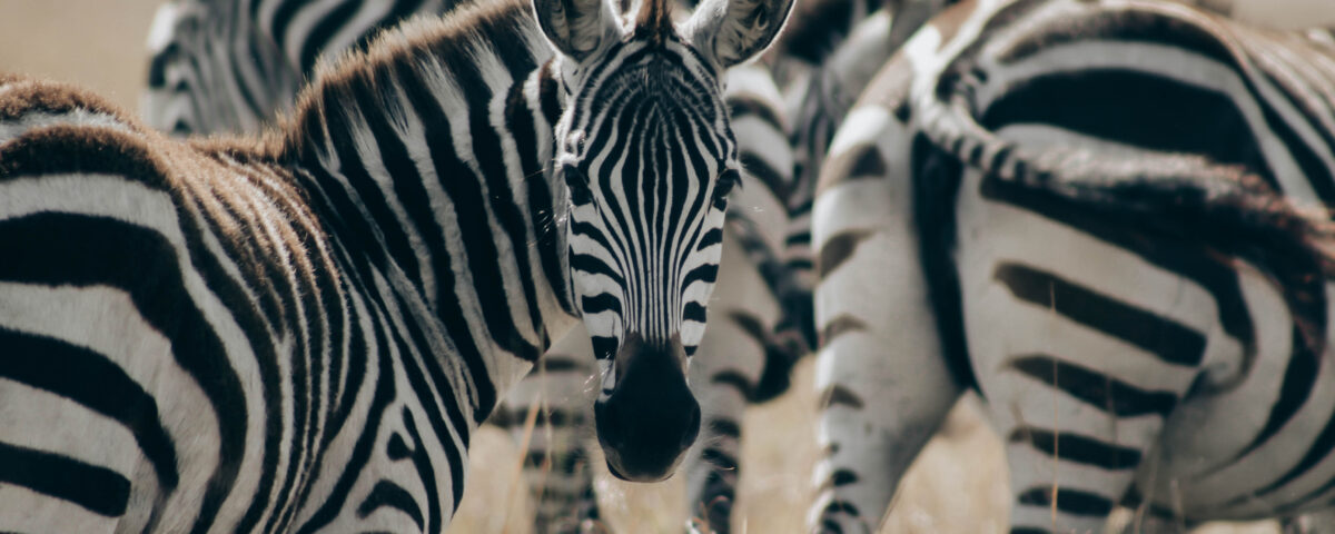 Luxury vs Budget Safaris in Uganda