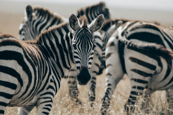 Luxury vs Budget Safaris in Uganda