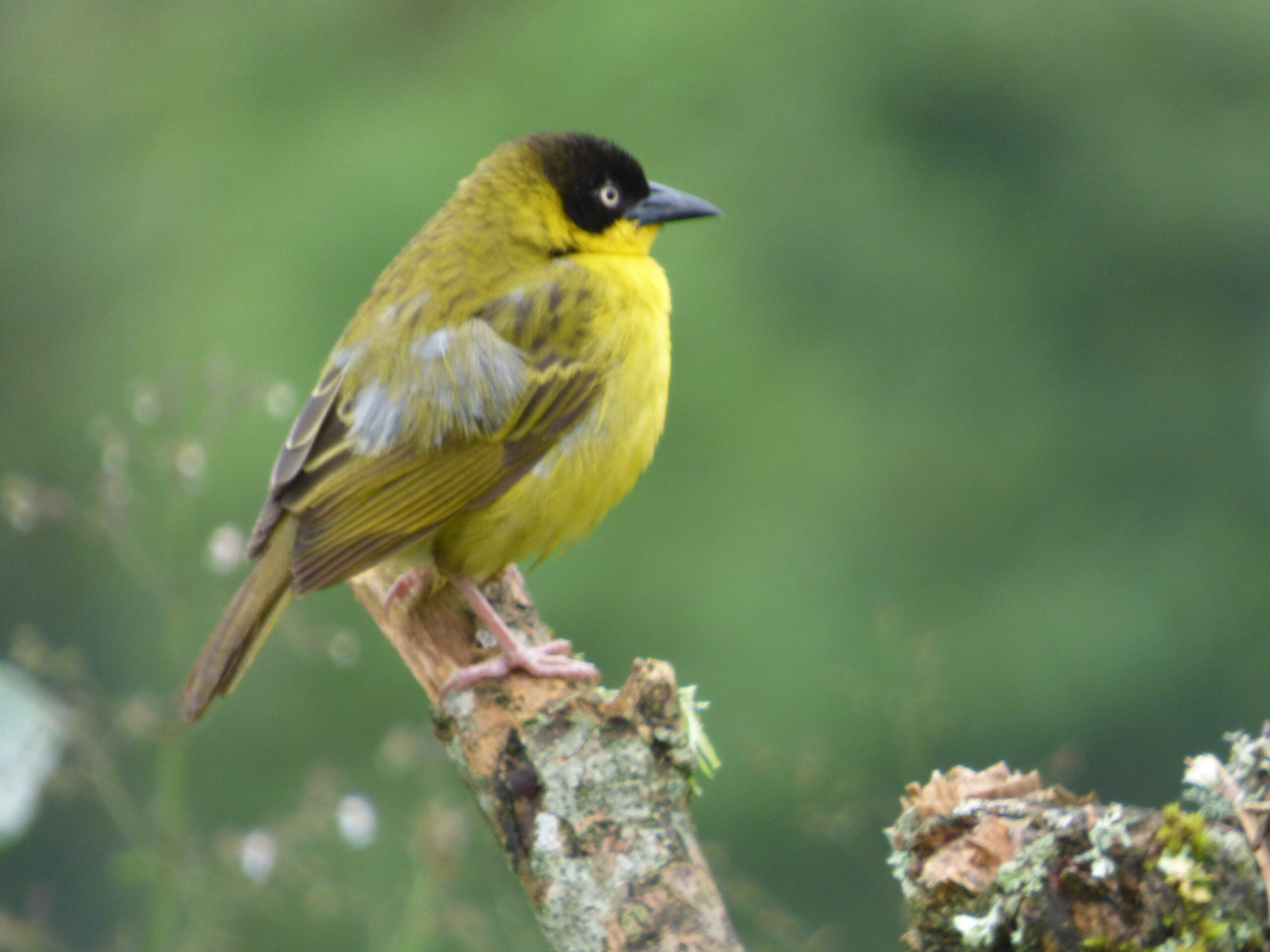 Nyungwe National Park