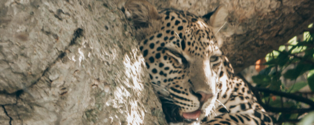 Katavi National Park