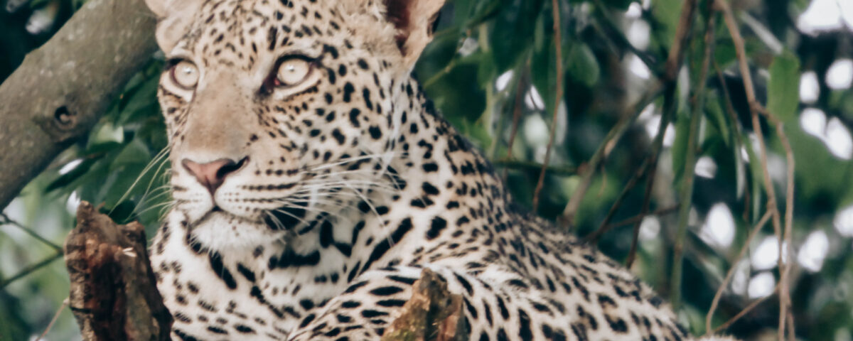 Uganda National Parks