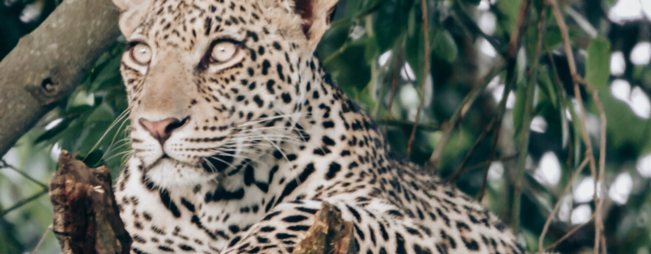 Uganda National Parks