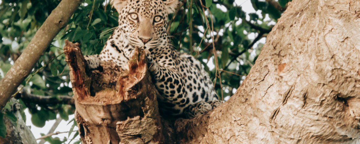 Ruaha National Park