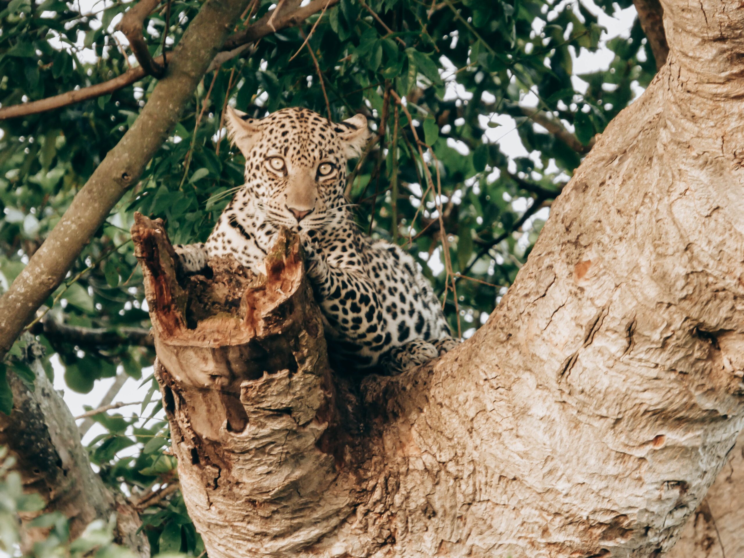 Ruaha National Park