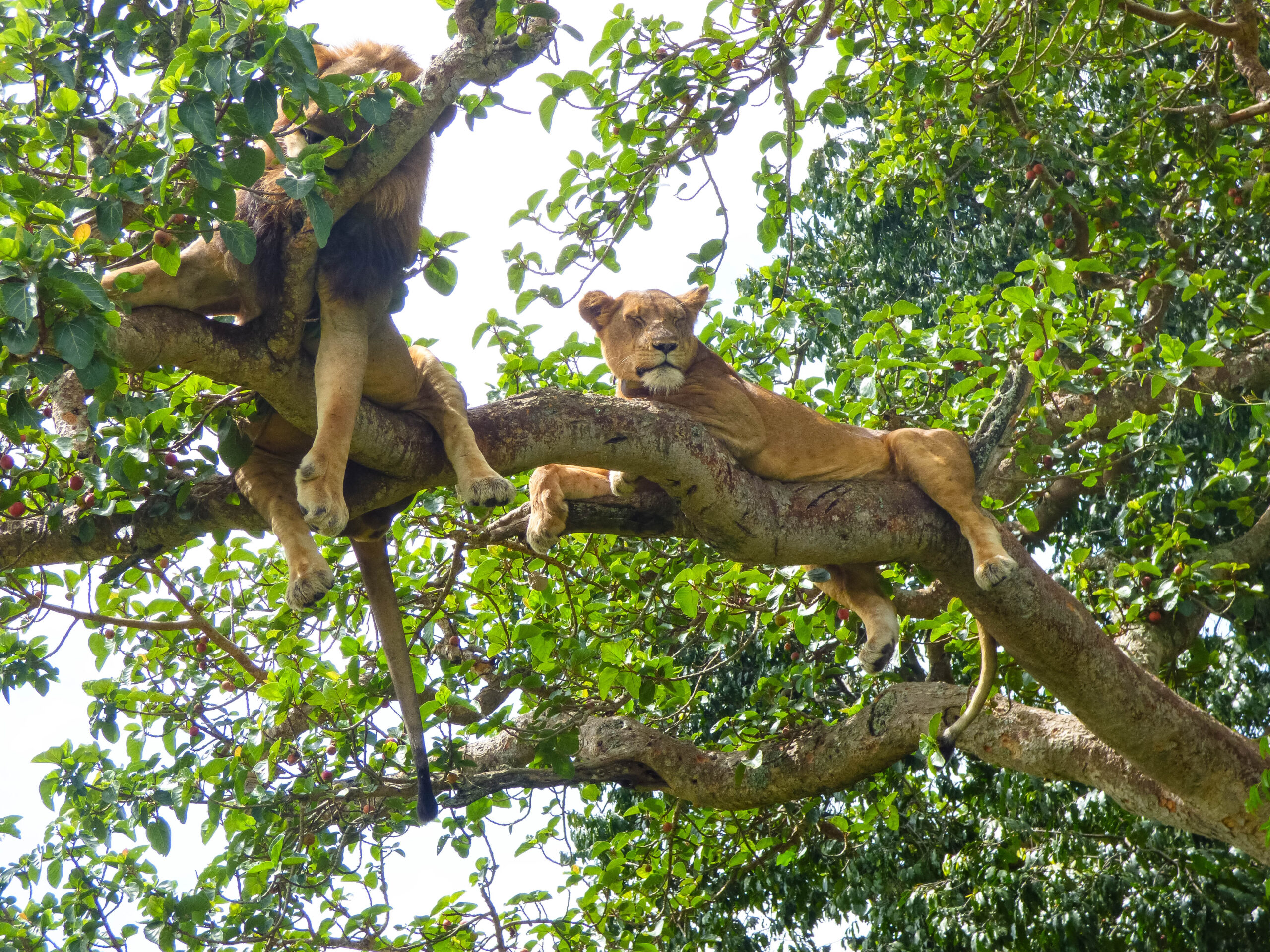 Queen Elizabeth National Park